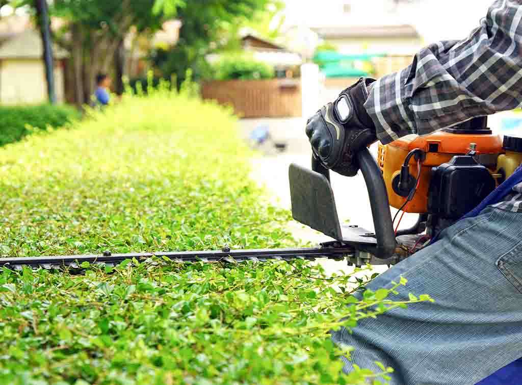hedge trimming 1