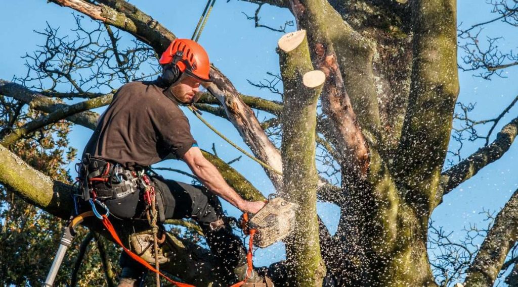 tree work 4 1170x650 (1)